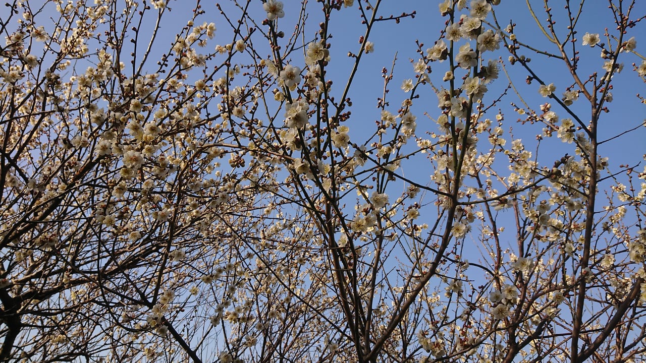 2021年の越谷梅林公園には多くの梅の花が咲いていました