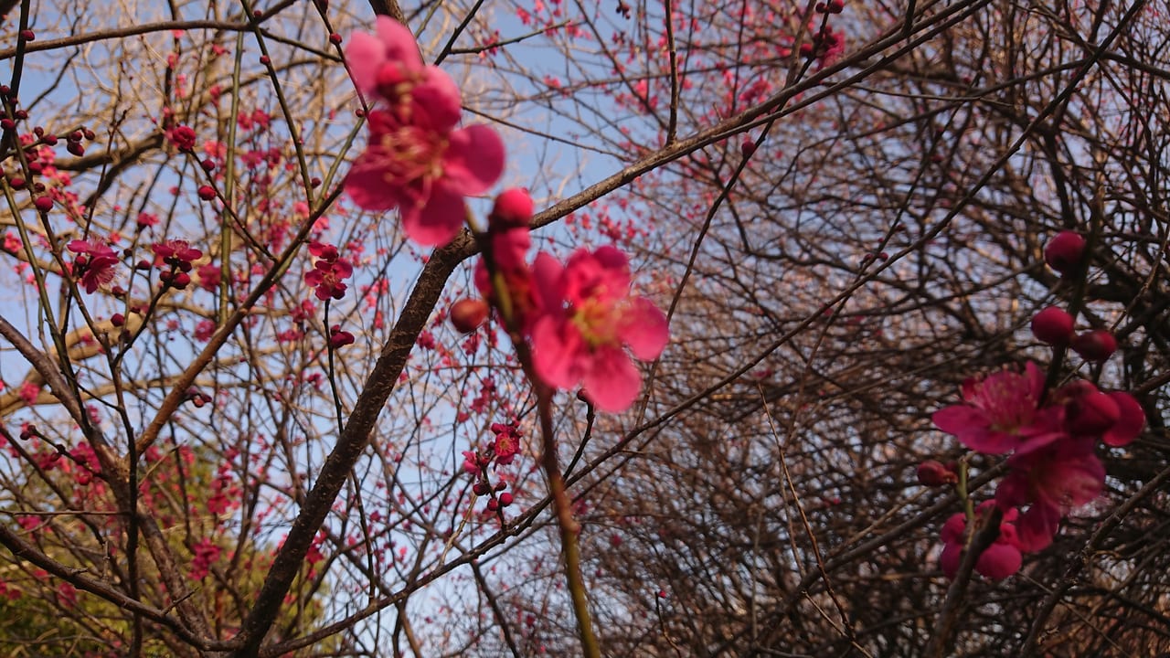 2021年の赤い梅の花の写真