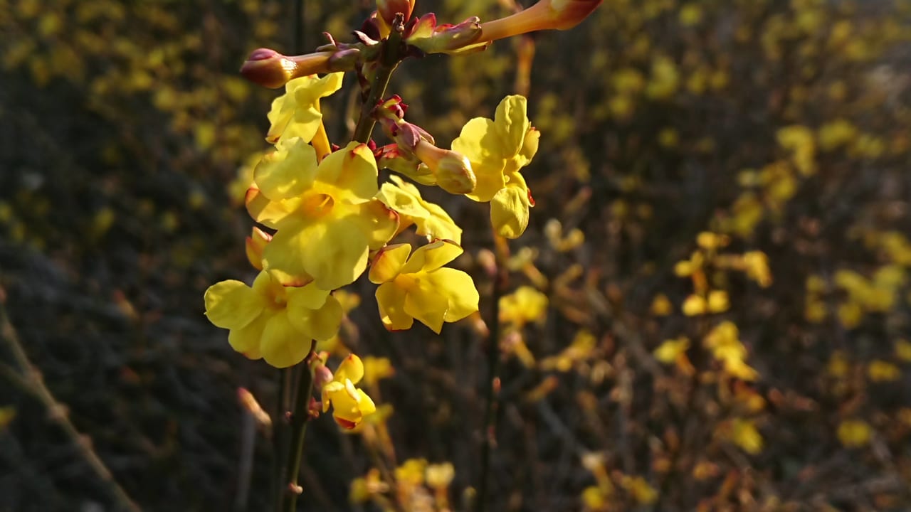 2021年の黄色い梅の花の写真