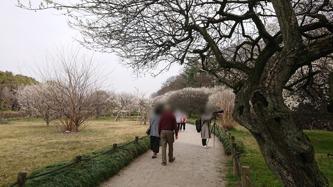 2022年3月越谷梅林公園では多くの人が足を運ぶ観光スポットです。