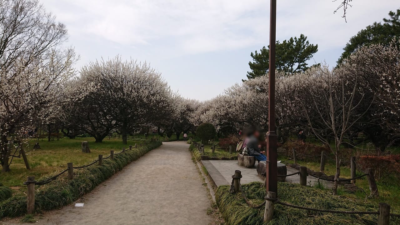 2022年3月越谷梅林公園ではベンチもあり休憩もできます。