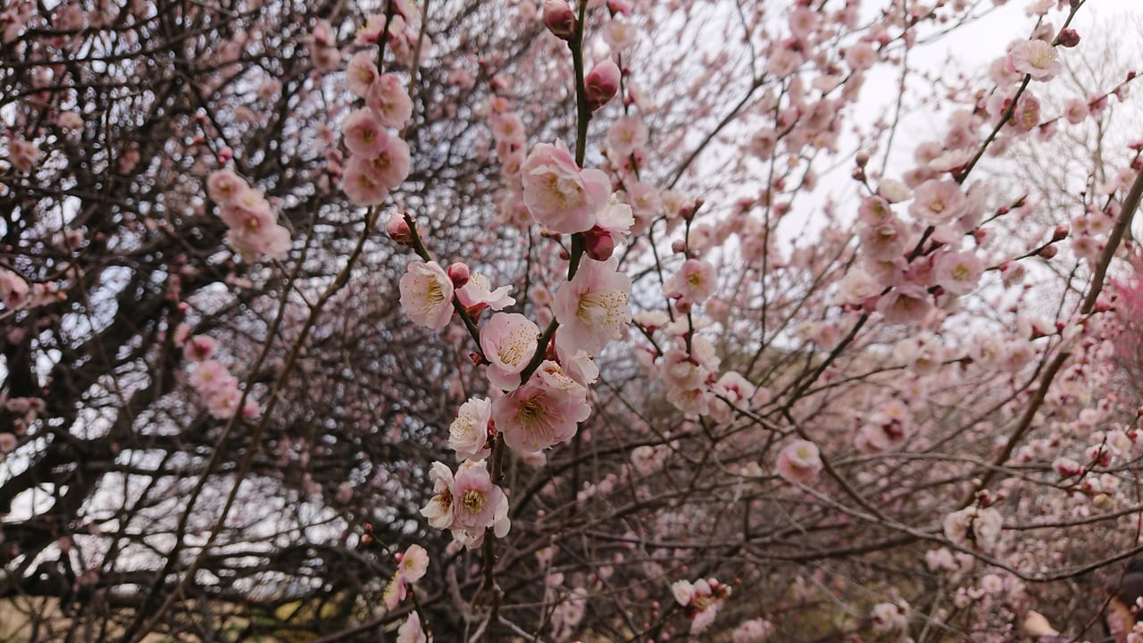 2022年3月越谷梅林公園では多くの種類の梅が咲いていました