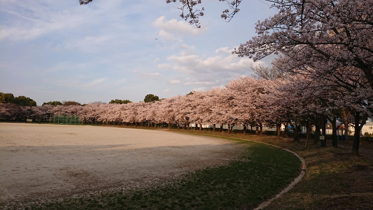 2022年出羽公園桜