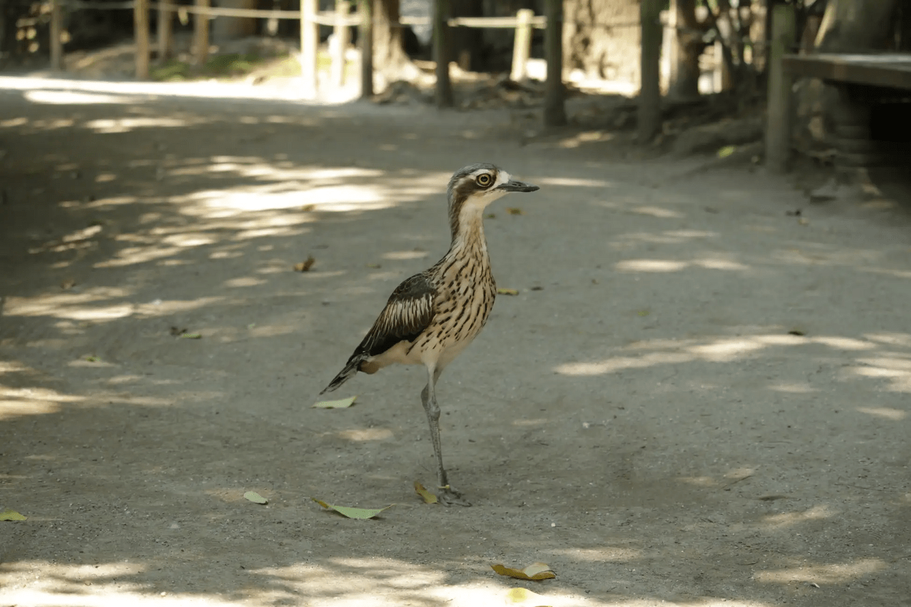 キャンベルタウン野鳥の森画像2