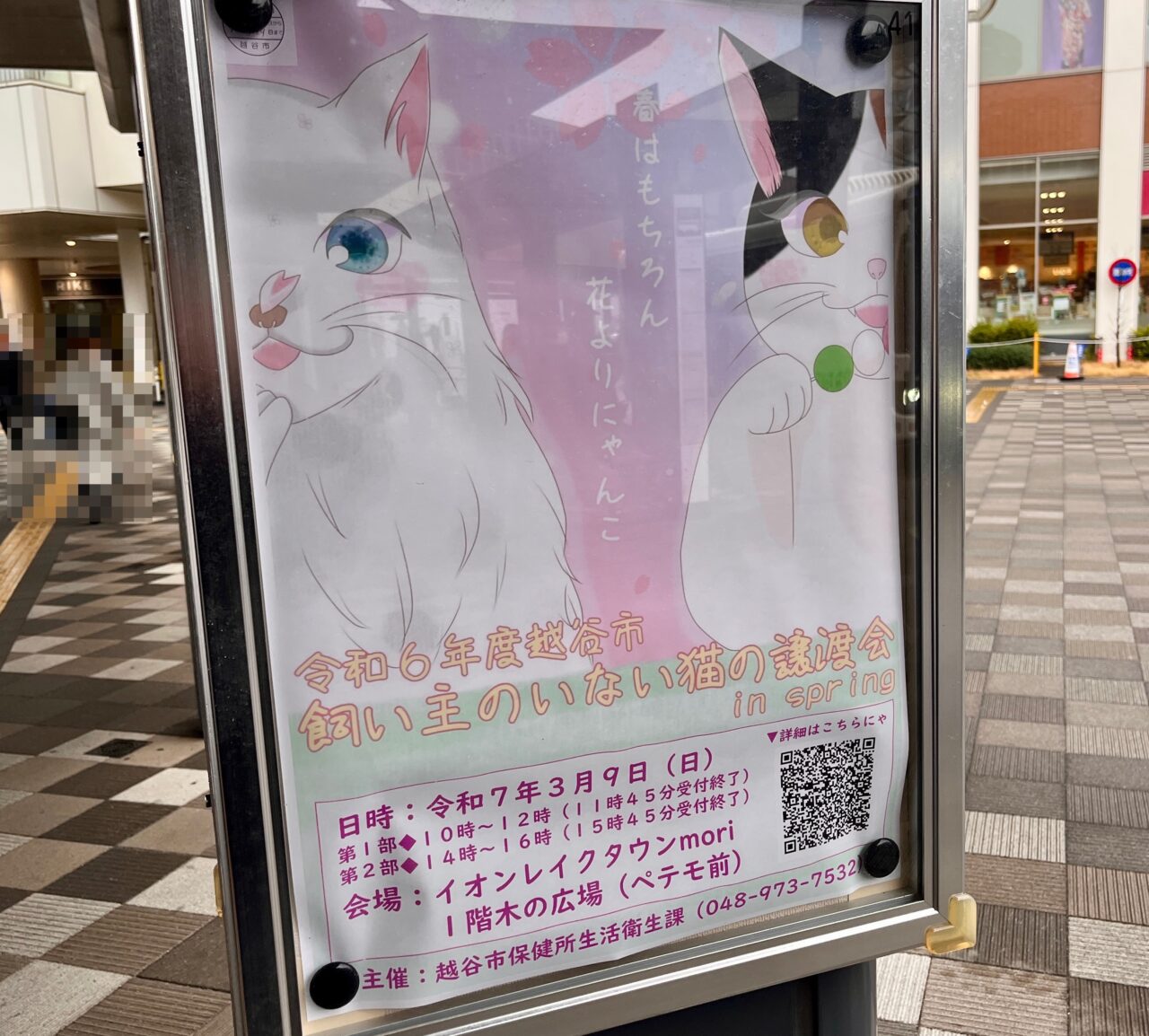 越谷市飼い主のいない猫の譲渡会 in spring