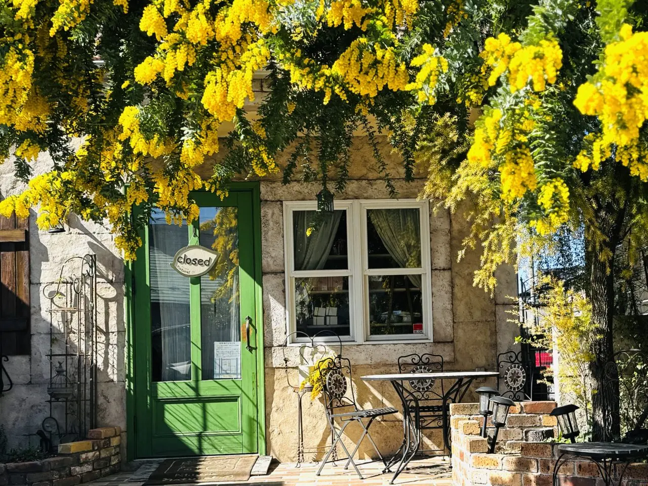 越谷にあるケーキ屋さんパティスリーナチュレルではミモザが満開