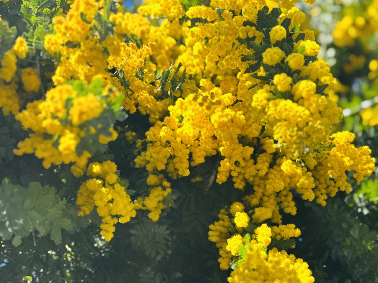 越谷にあるケーキ屋さんパティスリーナチュレルではミモザが満開