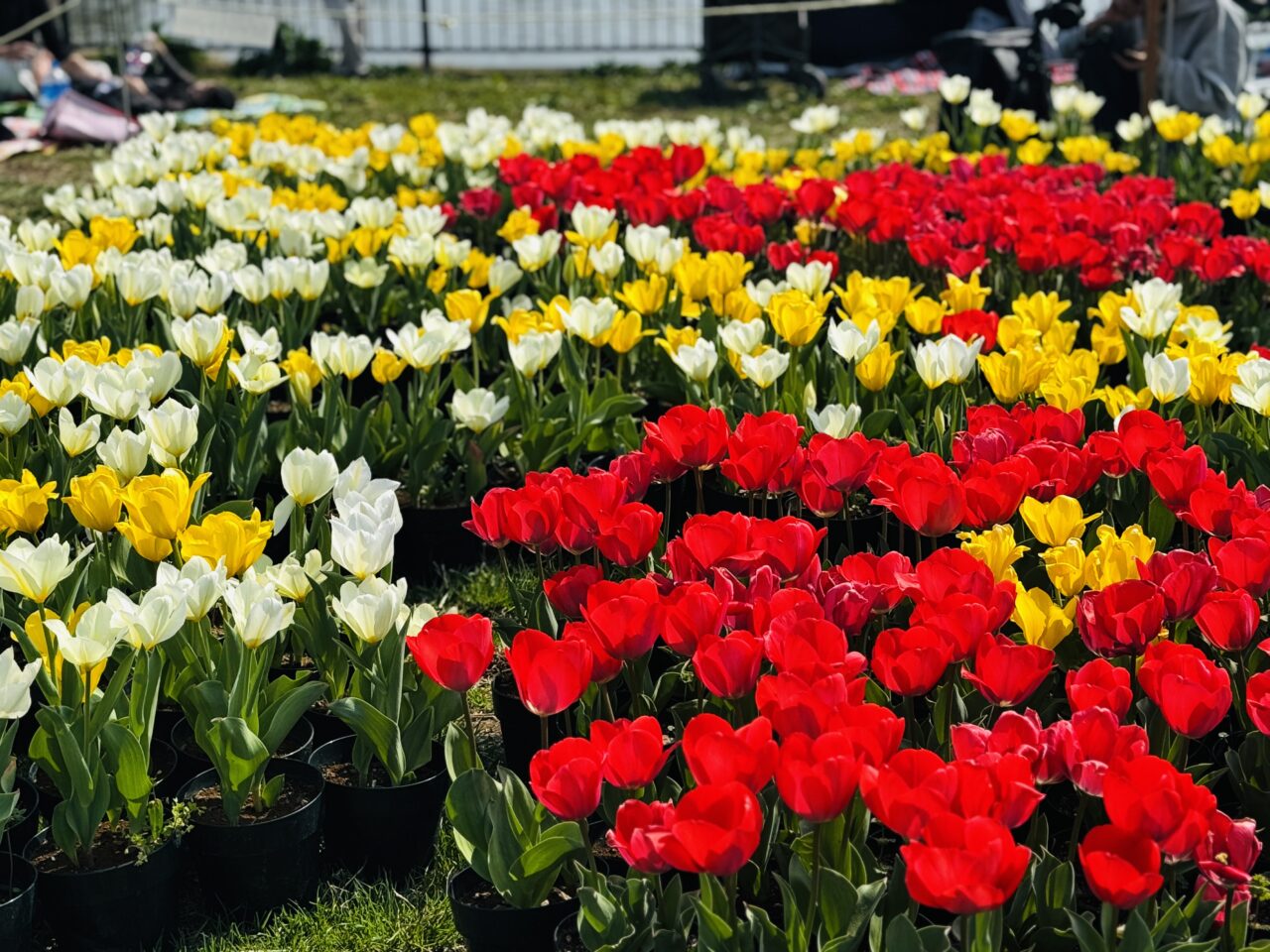出羽チューリップコミュニティフェスタ2026