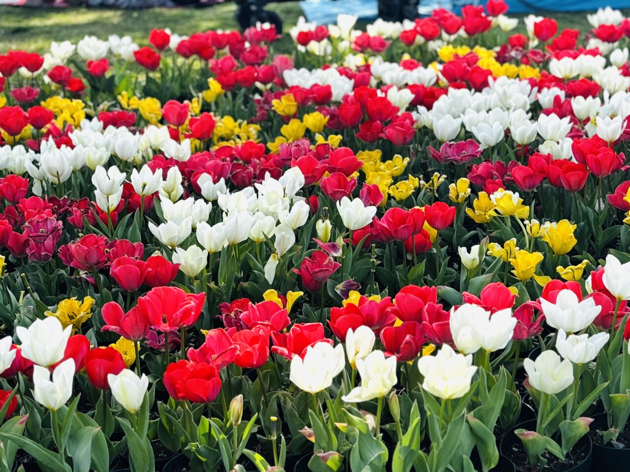 出羽チューリップコミュニティフェスタ2026