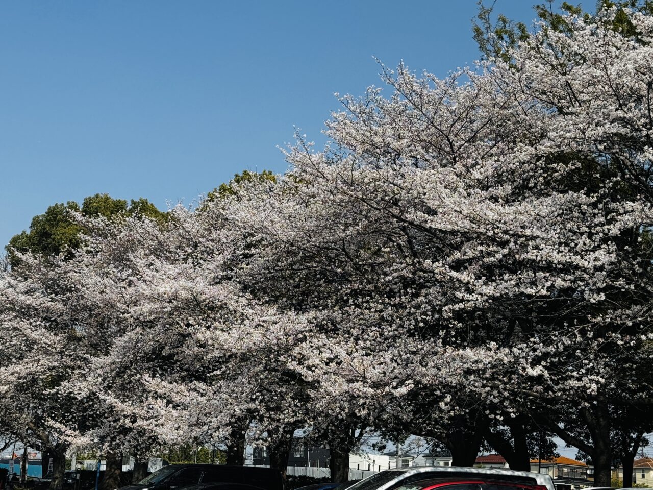 出羽チューリップコミュニティフェスタ2026